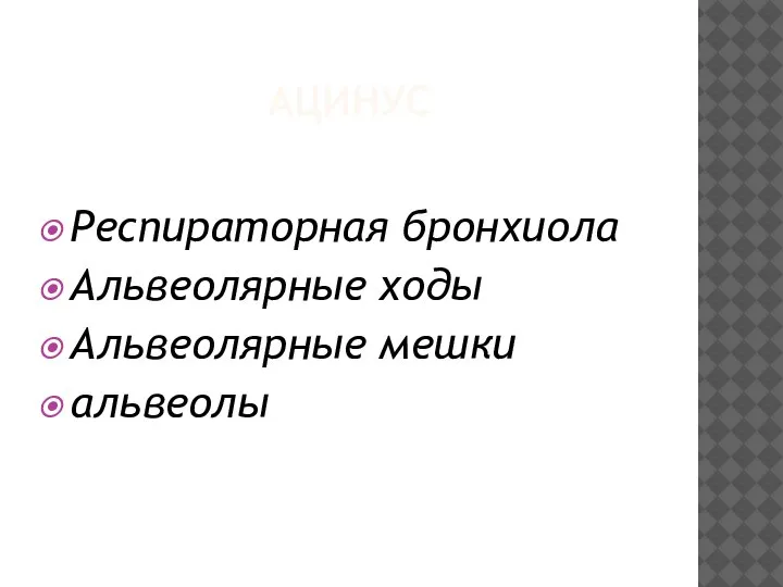 АЦИНУС Респираторная бронхиола Альвеолярные ходы Альвеолярные мешки альвеолы