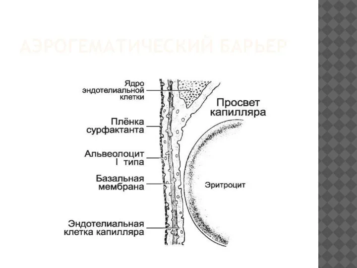 АЭРОГЕМАТИЧЕСКИЙ БАРЬЕР