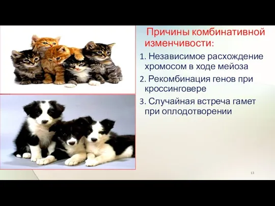 Причины комбинативной изменчивости: 1. Независимое расхождение хромосом в ходе мейоза 2. Рекомбинация