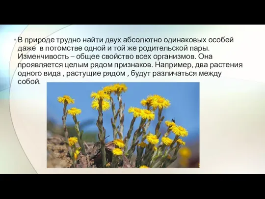 В природе трудно найти двух абсолютно одинаковых особей даже в потомстве одной