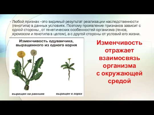 Любой признак –это видимый результат реализации наследственности (генотипа) в данных условиях. Поэтому