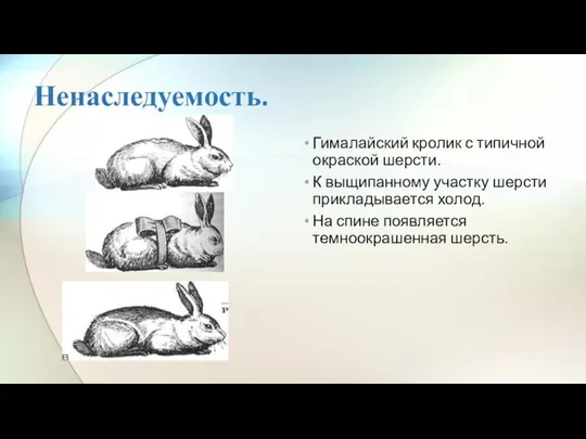 Ненаследуемость. Гималайский кролик с типичной окраской шерсти. К выщипанному участку шерсти прикладывается