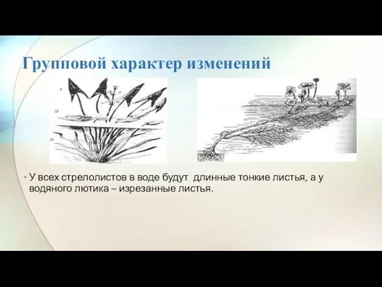 Групповой характер изменений У всех стрелолистов в воде будут длинные тонкие листья,