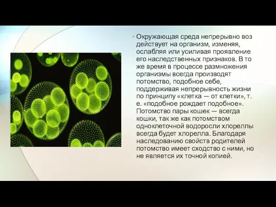 Окружающая среда непрерывно воз­действует на организм, изменяя, ослабляя или усиливая проявление его