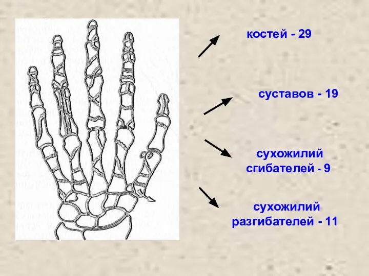 костей - 29 суставов - 19 сухожилий сгибателей - 9 сухожилий разгибателей - 11