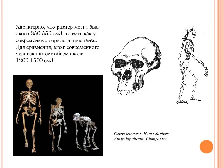 Слева направо: Homo Sapiens, Australopithecus, Сhimpanzee Характерно, что размер мозга был около
