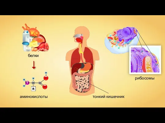 тонкий кишечник рибосомы белки аминокислоты