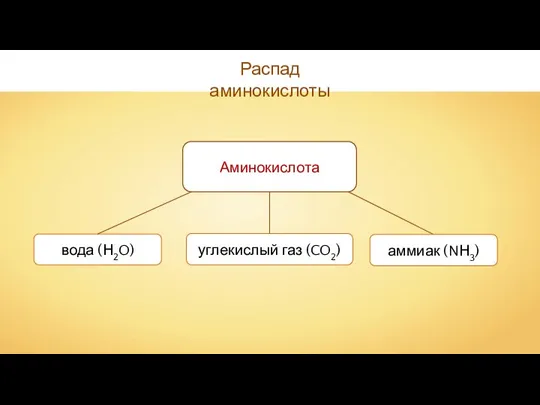 вода (Н2O) углекислый газ (CO2) Аминокислота Распад аминокислоты аммиак (NН3)