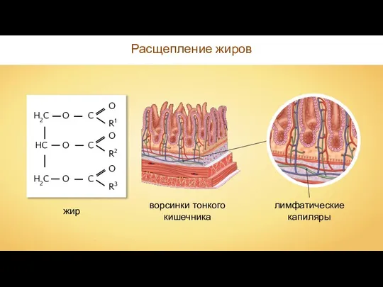 Расщепление жиров жир лимфатические капиляры ворсинки тонкого кишечника