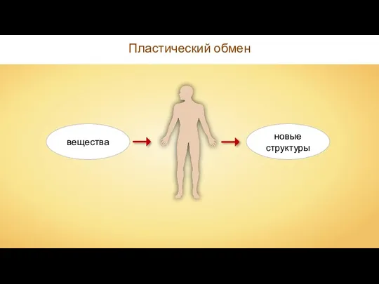 Пластический обмен вещества новые структуры