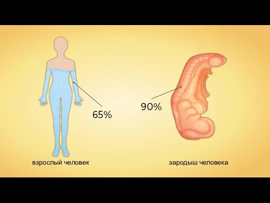 65% взрослый человек зародыш человека 90%