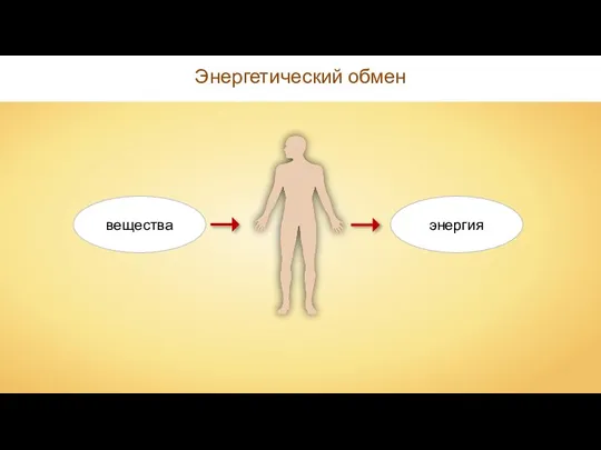 Энергетический обмен вещества энергия