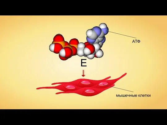 мышечные клетки АТФ Е