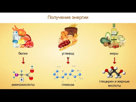 Получение энергии белки углеводы жиры аминокислоты глюкоза глицерин и жирные кислоты