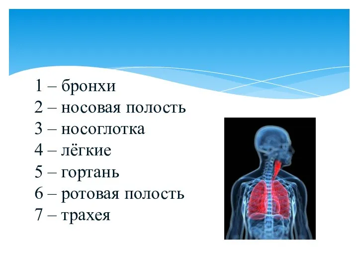 1 – бронхи 2 – носовая полость 3 – носоглотка 4 –