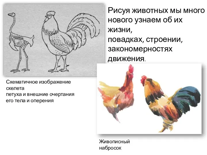 Схематичное изображение скелета петуха и внешние очертания его тела и оперения Живописный