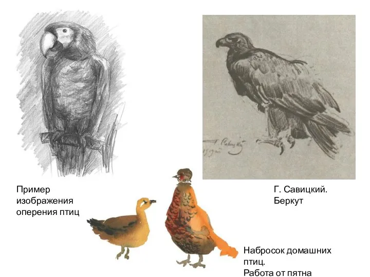 Пример изображения оперения птиц Набросок домашних птиц. Работа от пятна Г. Савицкий. Беркут