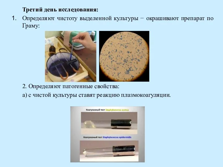 Третий день исследования: Определяют чистоту выделенной культуры − окрашивают препарат по Граму: