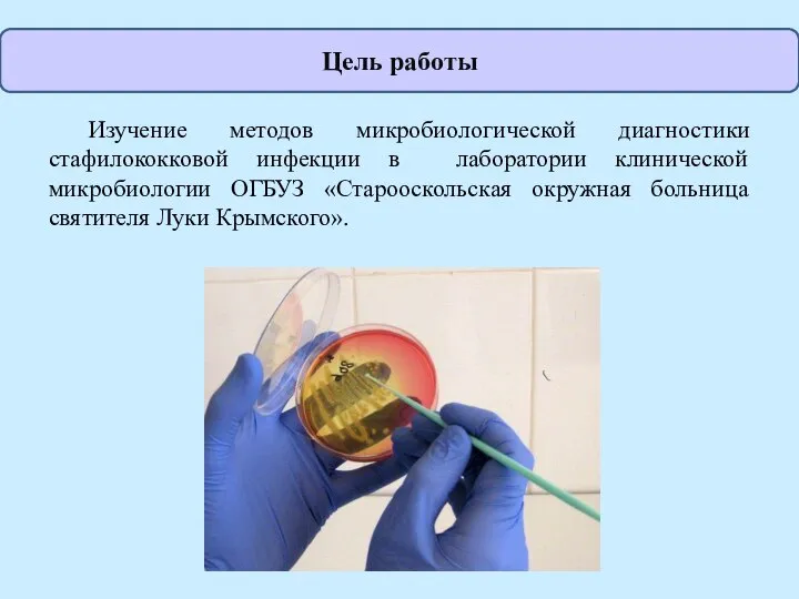 Изучение методов микробиологической диагностики стафилококковой инфекции в лаборатории клинической микробиологии ОГБУЗ «Старооскольская