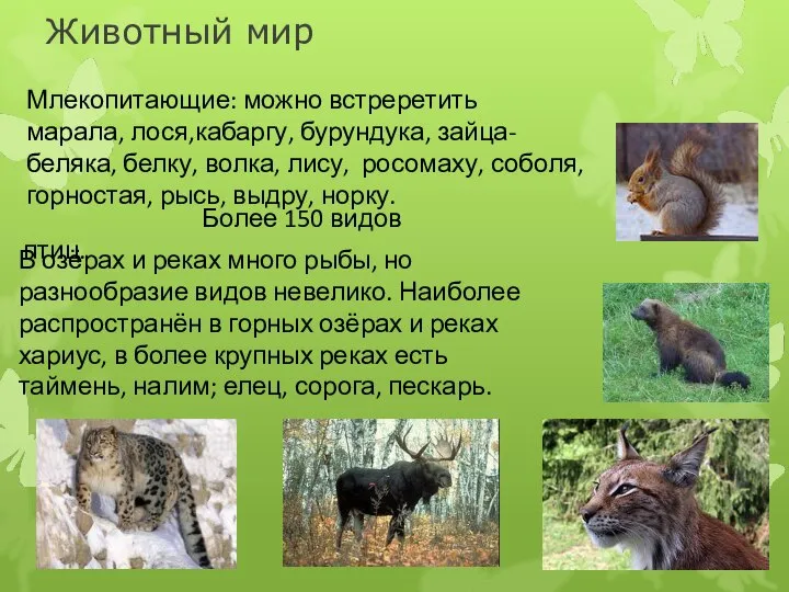 Животный мир Млекопитающие: можно встреретить марала, лося,кабаргу, бурундука, зайца-беляка, белку, волка, лису,