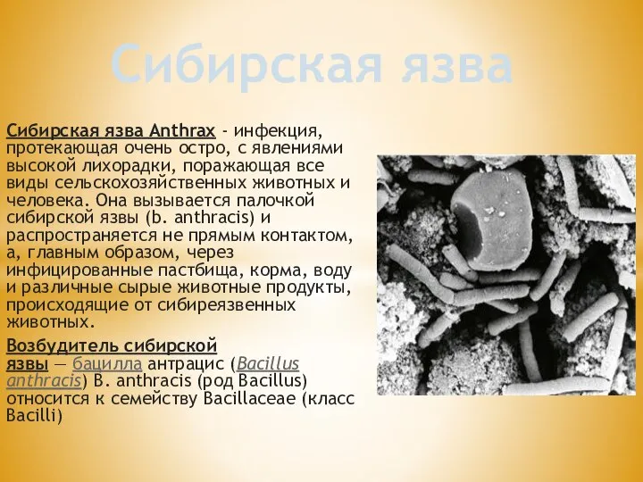 Сибирская язва Anthrax - инфекция, протекающая очень остро, с явлениями высокой лихорадки,