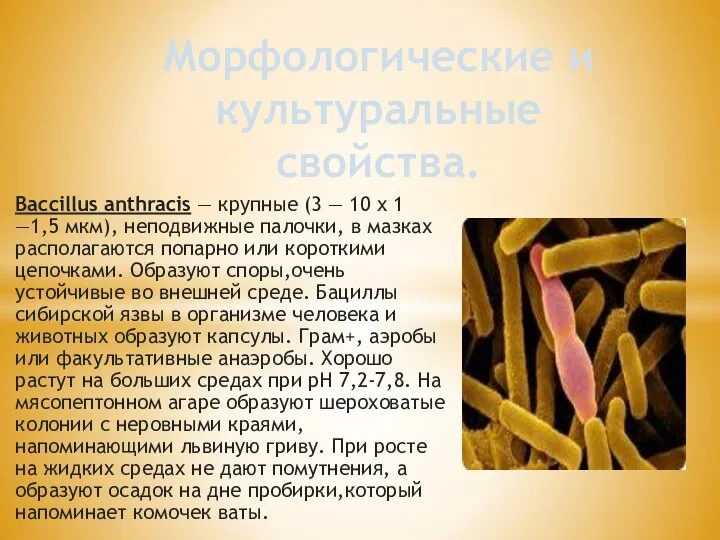Baccillus anthracis — крупные (3 — 10 х 1 —1,5 мкм), неподвижные