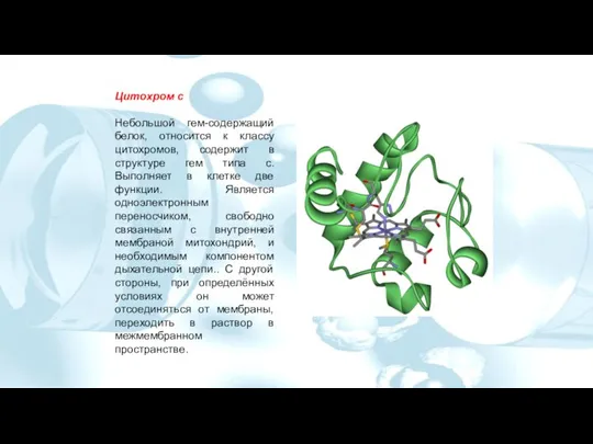Цитохром c Небольшой гем-содержащий белок, относится к классу цитохромов, содержит в структуре
