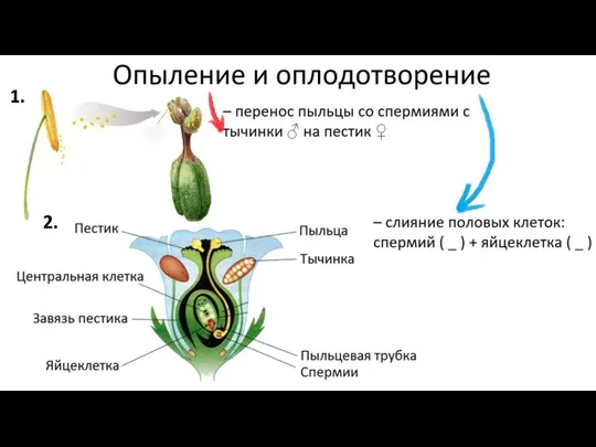 Опыление и оплодотворение – перенос пыльцы со спермиями с тычинки ♂ на