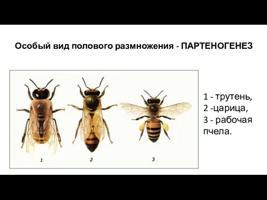 Особый вид полового размножения - ПАРТЕНОГЕНЕЗ 1 - трутень, 2 -царица, 3 - рабочая пчела.