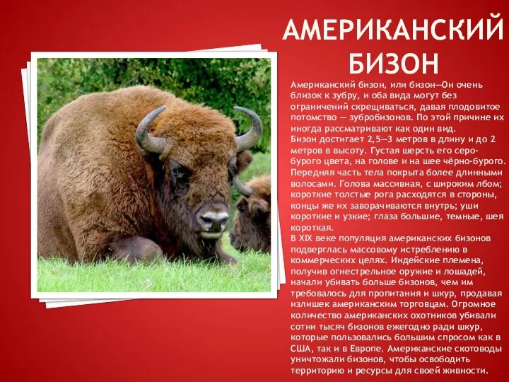 АМЕРИКАНСКИЙ БИЗОН Американский бизон, или бизон—Он очень близок к зубру, и оба