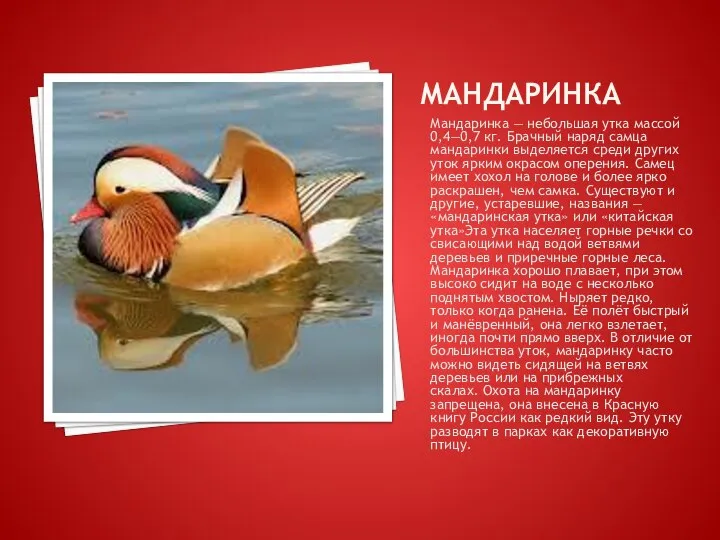 МАНДАРИНКА Мандаринка — небольшая утка массой 0,4—0,7 кг. Брачный наряд самца мандаринки