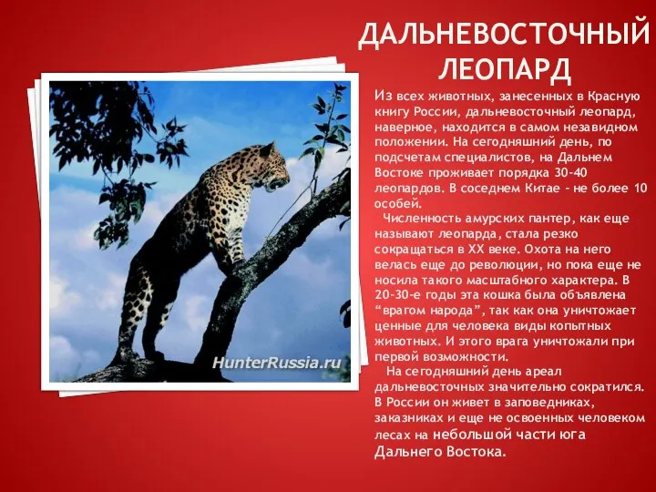 ДАЛЬНЕВОСТОЧНЫЙ ЛЕОПАРД Из всех животных, занесенных в Красную книгу России, дальневосточный леопард,