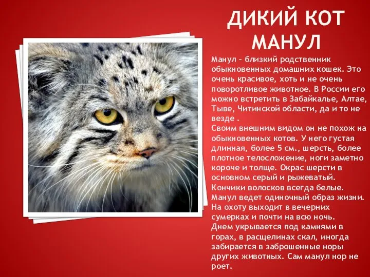 ДИКИЙ КОТ МАНУЛ Манул – близкий родственник обыкновенных домашних кошек. Это очень