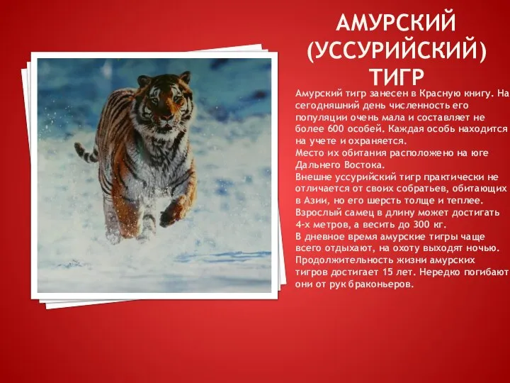 АМУРСКИЙ (УССУРИЙСКИЙ) ТИГР Амурский тигр занесен в Красную книгу. На сегодняшний день