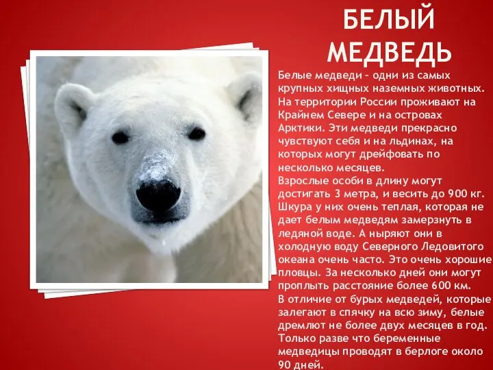 БЕЛЫЙ МЕДВЕДЬ Белые медведи – одни из самых крупных хищных наземных животных.