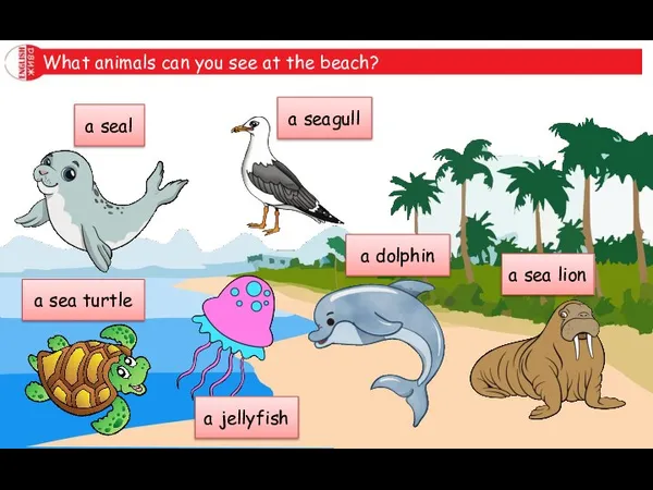 What animals can you see at the beach? a seal a seagull