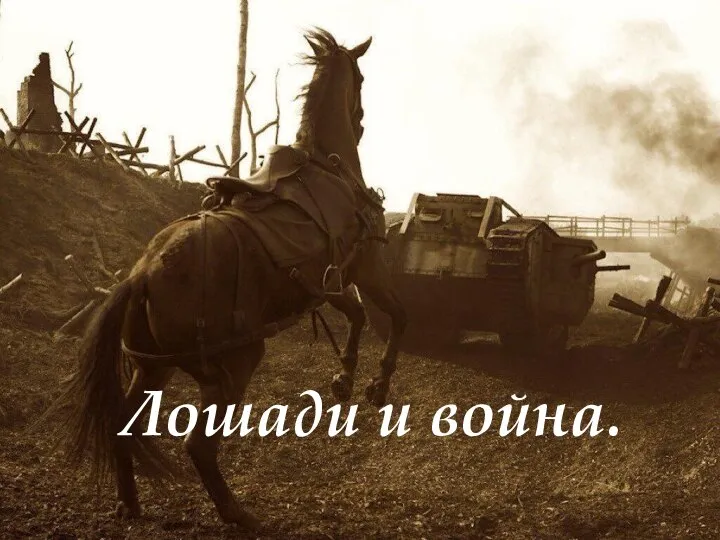Лошади и война.