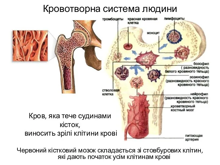 Кровотворна система людини Червоний кістковий мозок складається зі стовбурових клітин, які дають