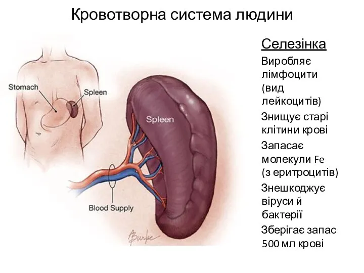 Кровотворна система людини Селезінка Виробляє лімфоцити (вид лейкоцитів) Знищує старі клітини крові