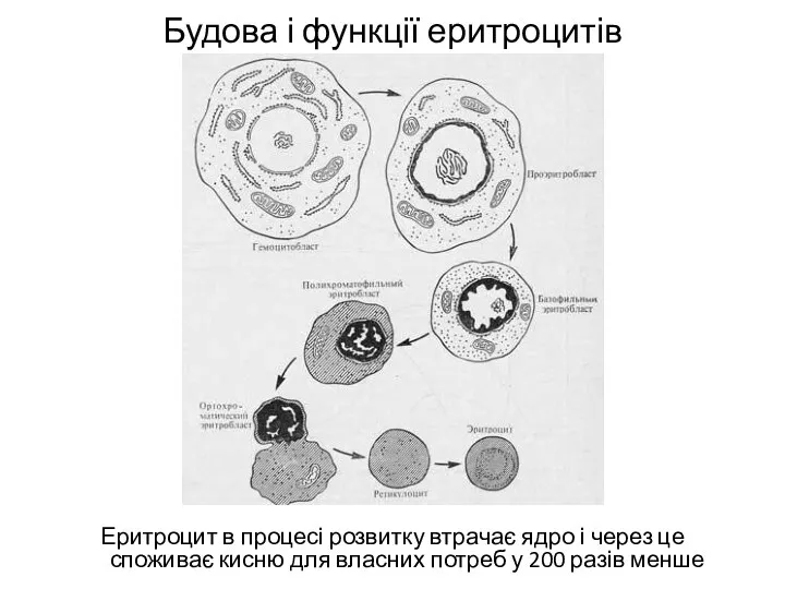 Будова і функції еритроцитів Еритроцит в процесі розвитку втрачає ядро і через