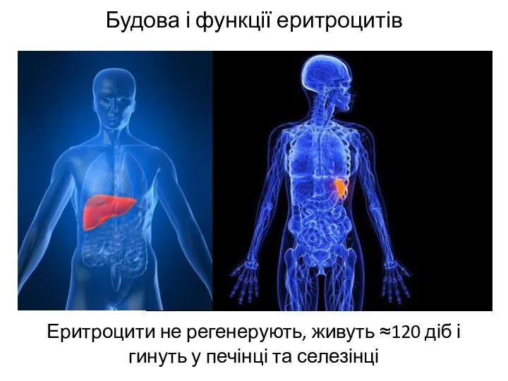 Будова і функції еритроцитів Еритроцити не регенерують, живуть ≈120 діб і гинуть у печінці та селезінці
