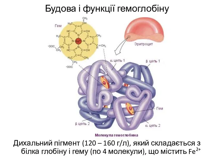 Будова і функції гемоглобіну Дихальний пігмент (120 – 160 г/л), який складається