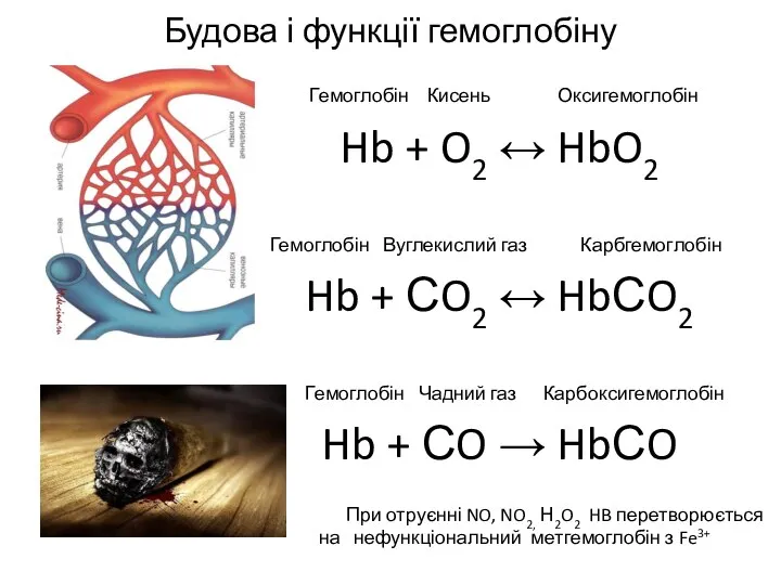 Будова і функції гемоглобіну Гемоглобін Кисень Оксигемоглобін Hb + O2 ↔ HbO2