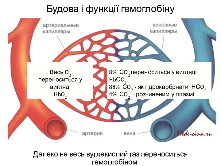 Будова і функції гемоглобіну Далеко не весь вуглекислий газ переноситься гемоглобіном Весь