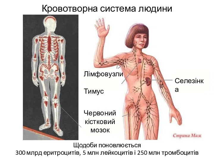 Кровотворна система людини Щодоби поновлюється 300 млрд еритроцитів, 5 млн лейкоцитів і