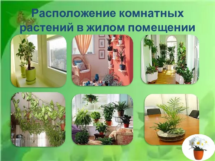 Расположение комнатных растений в жилом помещении