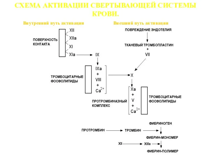 СХЕМА АКТИВАЦИИ СВЕРТЫВАЮЩЕЙ СИСТЕМЫ КРОВИ. Внутренний путь активации Внешний путь активации