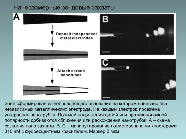 Наноразмерные зондовые захваты Зонд сформирован из непроводящего основания на котором нанесено два