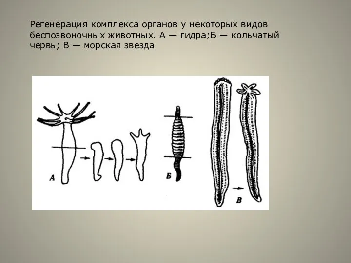 Регенерация комплекса органов у некоторых видов беспозвоночных животных. А — гидра;Б —