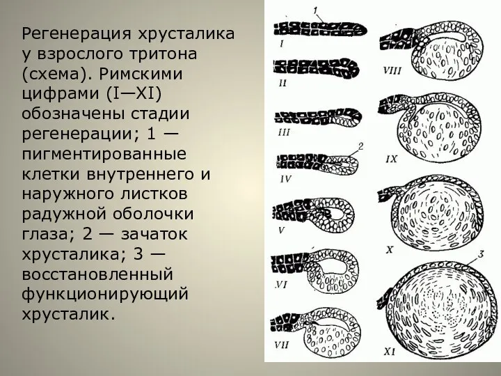 Регенерация хрусталика у взрослого тритона (схема). Римскими цифрами (I—XI) обозначены стадии регенерации;